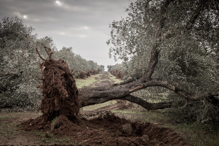 Xylella, guardiamo avanti