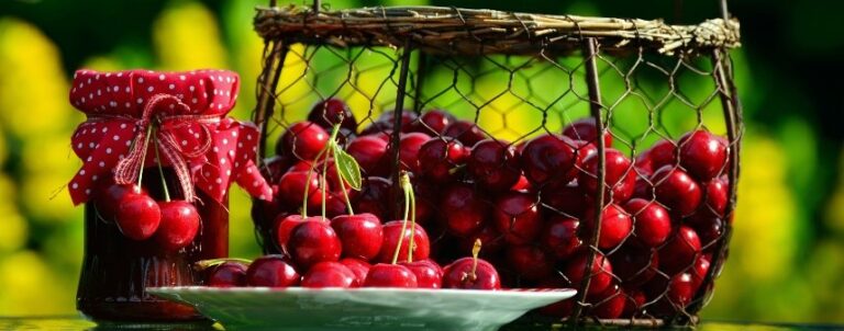 A Turi la fioritura dei ciliegi