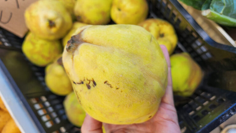 Frutta d’autunno, raccogliamo le mele cotogne