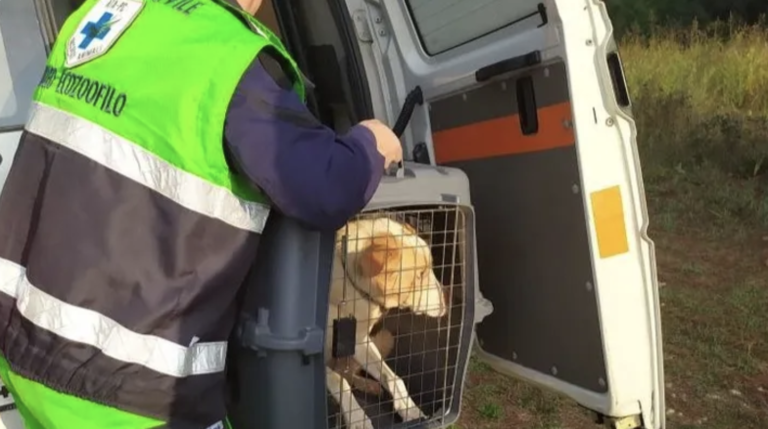 Soccorso animale, una raccolta fondi per l’acquisto di una nuoba ambulanza veterinaria