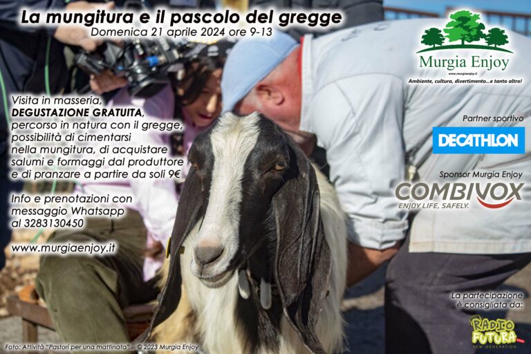 La mungitura e il pascolo del gregge